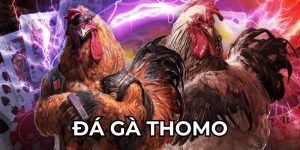 Đá gà thomo 789win