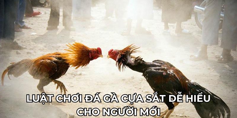 Luật chơi đá gà cựa sắt dễ hiểu cho người mới