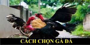 Cách chọn gà đá 789win